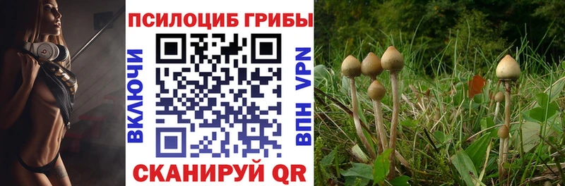Галлюциногенные грибы Psilocybine cubensis  как найти закладки  Короча 